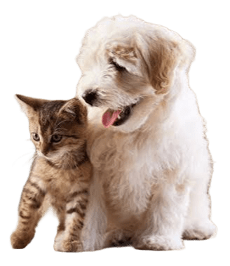 puppy & kettin